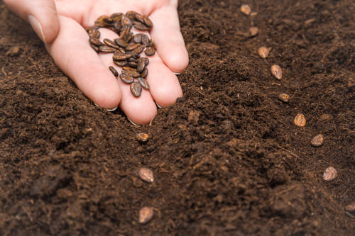 best Fruits You Can Grow from Kitchen Scraps and Seeds