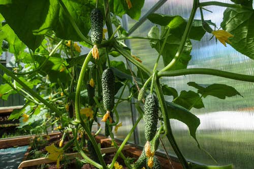 How to Avoid Bitter Cucumbers and Grow Sweet & Juicy Fruits