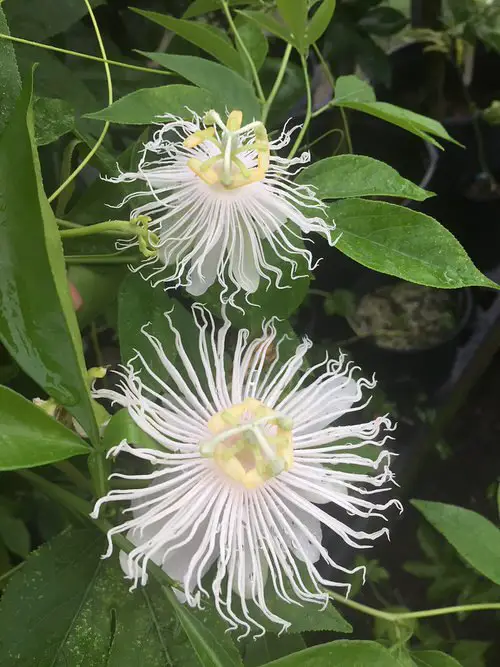 Types of Passionflower Vines