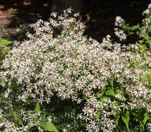 Best Perennial Flowers from Ohio 3
