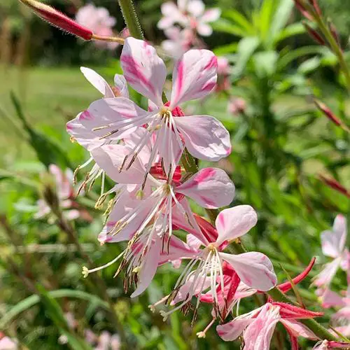 plants that Grow in Poor Soil 8