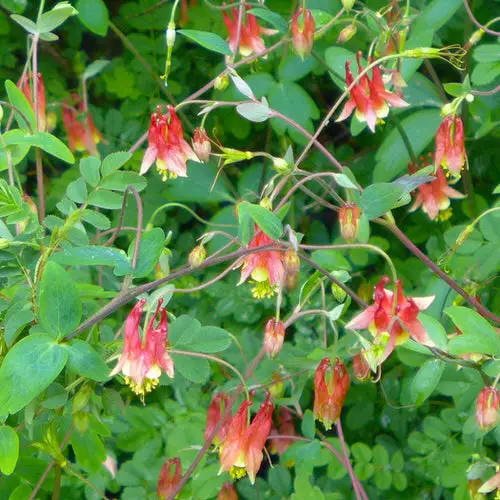 Best Perennial Flowers from Ohio