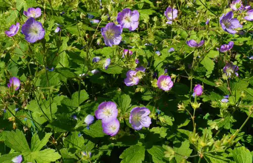 Best Ohio Flowers 6