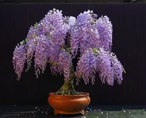 Chinese Wisteria Bonsai