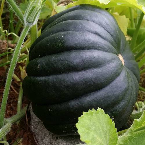 38 Best Types of Squash | Best Squash Varieties to Grow 10