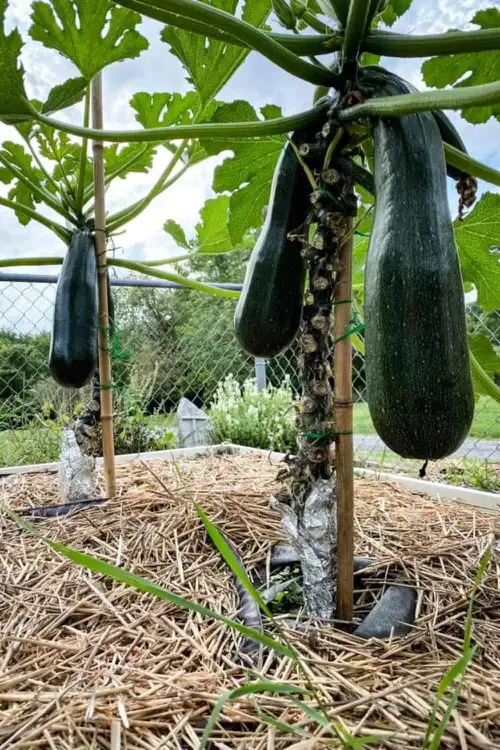 Benefits of Growing Zucchini Vertically