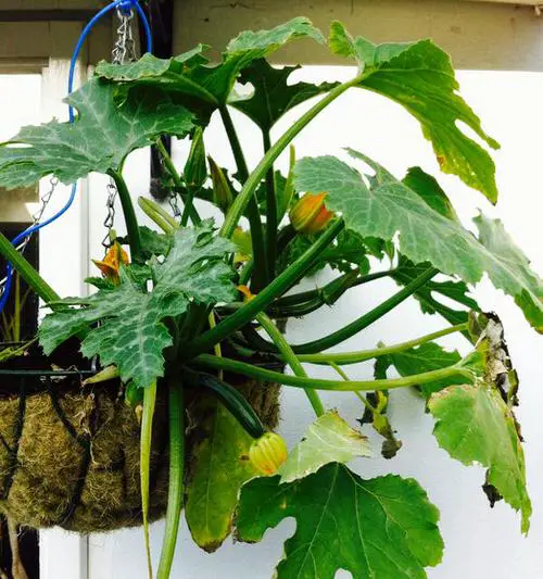 Amazing Veggies to Put in Hanging Baskets