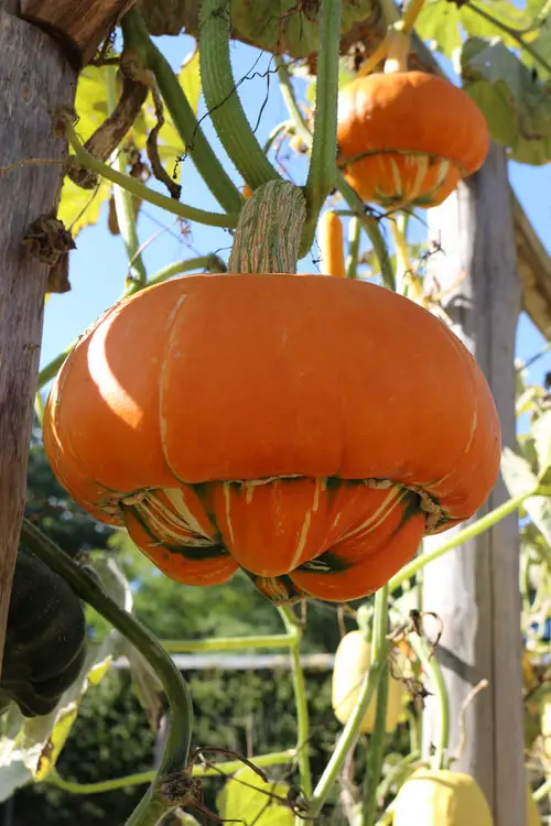 Best Types of Squash 22