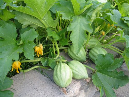 Best Types of Squash 34