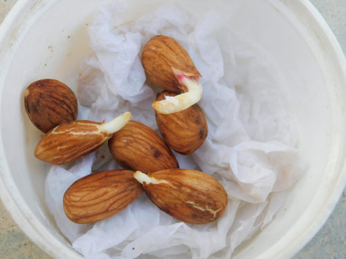 Terrifying Pics Show What Happens When Fruits And Veggies Start Sprouting Early! 16