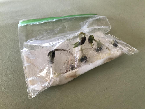 Fruits You Can Grow from Leftovers from Kitchen