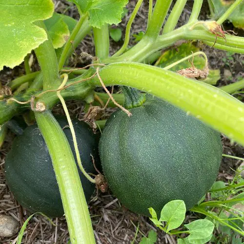Best Types of Squash 26