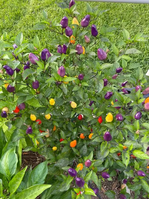top best Varieties of Ornamental Peppers