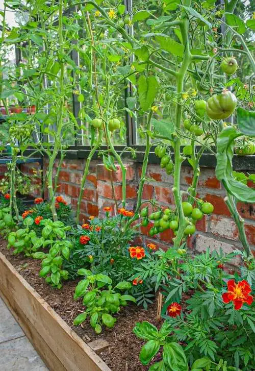 Tomato Companion Herbs 2
