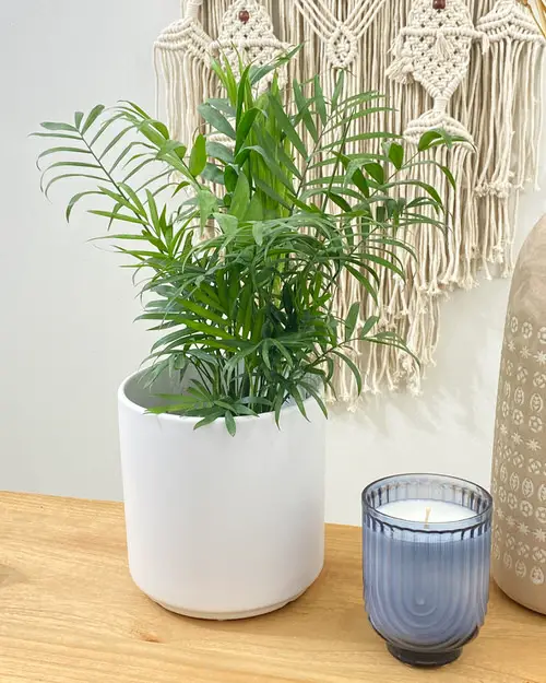 Best Tabletop Palms 9