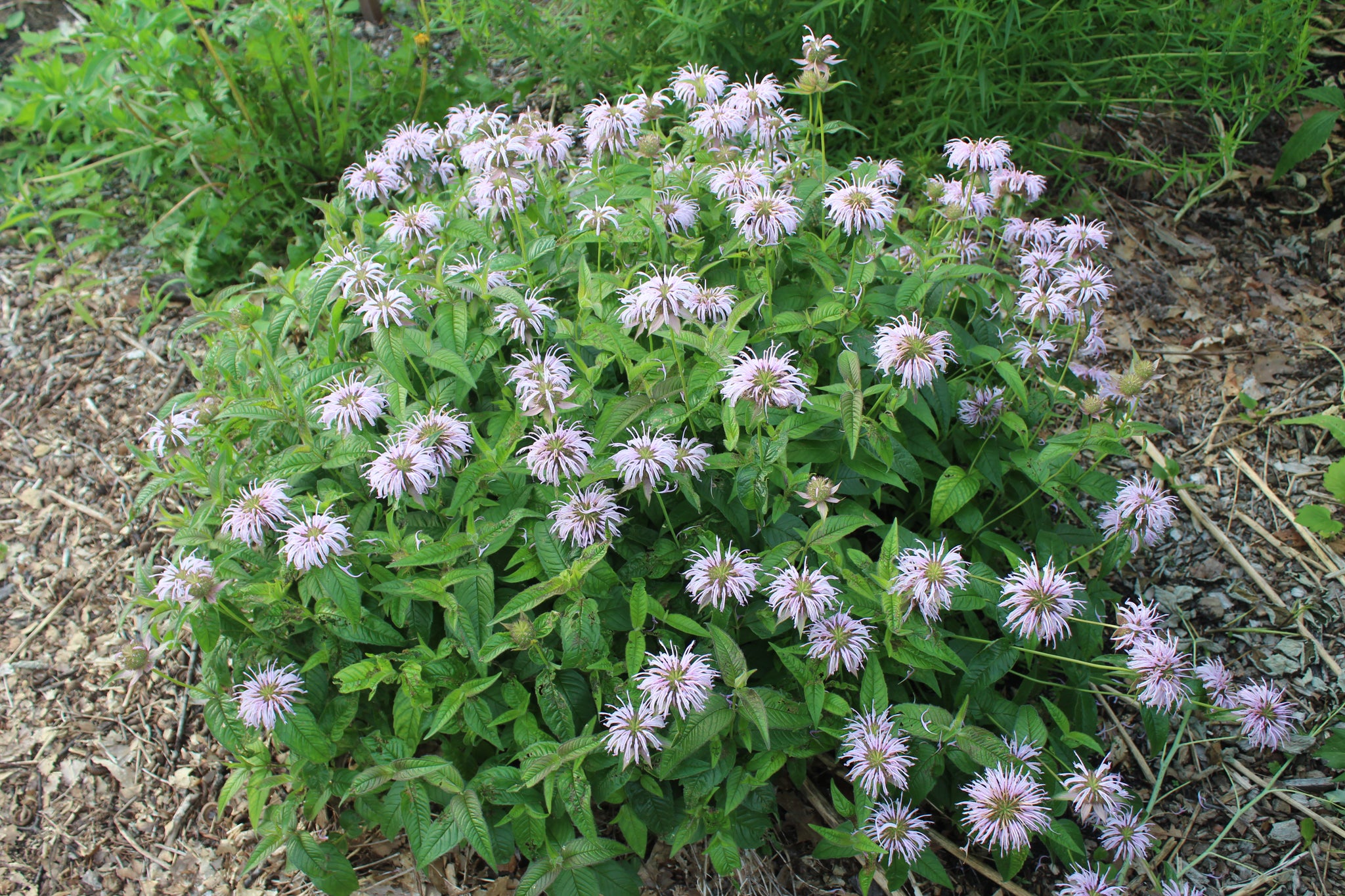 Best Ohio Flowers 5
