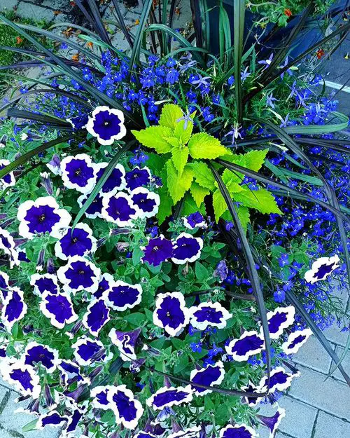 Petunias conbination image 9