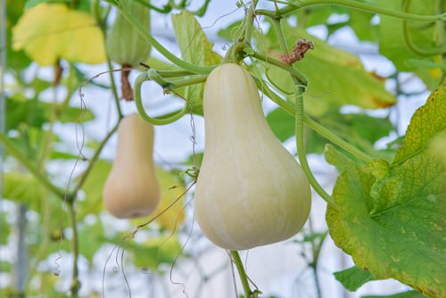 38 Best Types of Squash | Best Squash Varieties to Grow 12