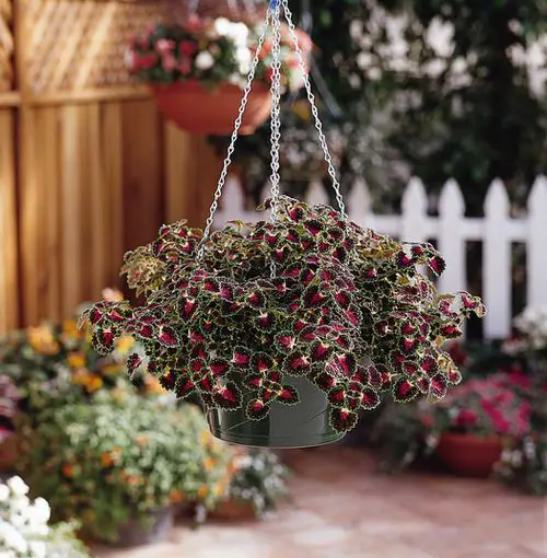 Coleus in Hanging Baskets 15