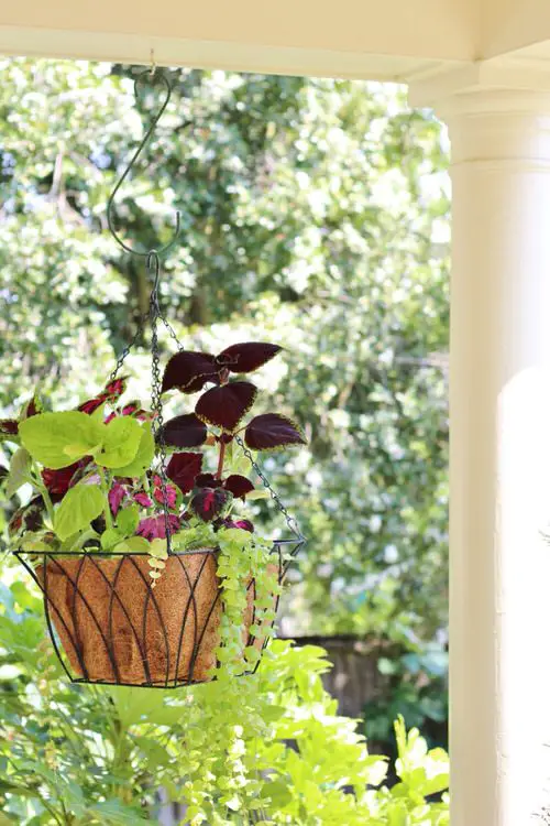 Stunning Images of Coleus in Hanging Baskets 15