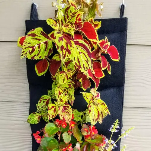 Coleus in Hanging Baskets 13