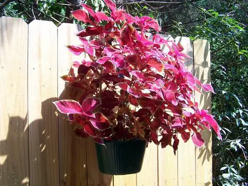 Stunning Images of Coleus in Hanging Baskets 14