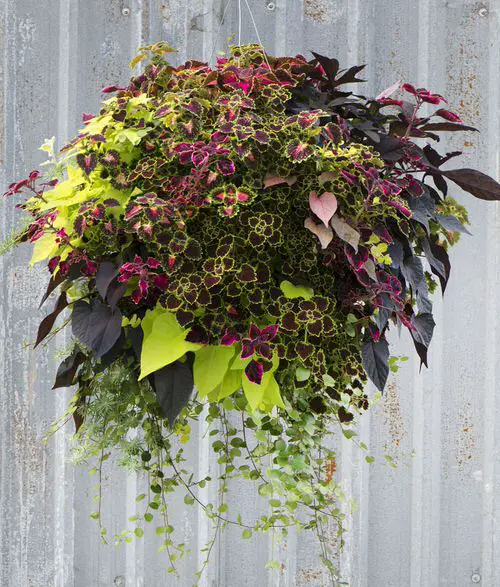 Coleus in Hanging Baskets 14