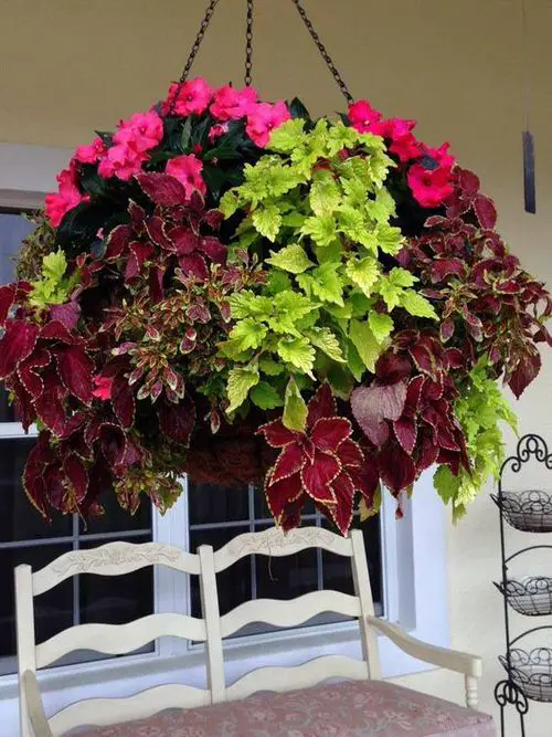 Coleus in Hanging Baskets 1