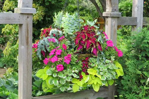 Coleus in Hanging Baskets 7