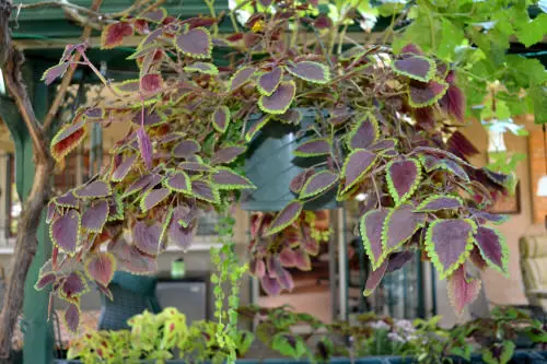 Stunning Images of Coleus in Hanging Baskets 11