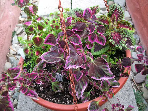 Coleus in Hanging Baskets 8