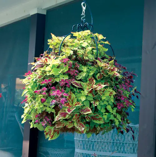 Stunning Images of Coleus in Hanging Baskets 6