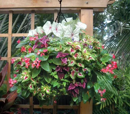 Coleus in Hanging Baskets 9