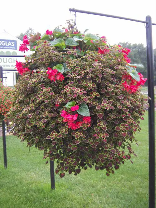 Stunning Images of Coleus in Hanging Baskets 12