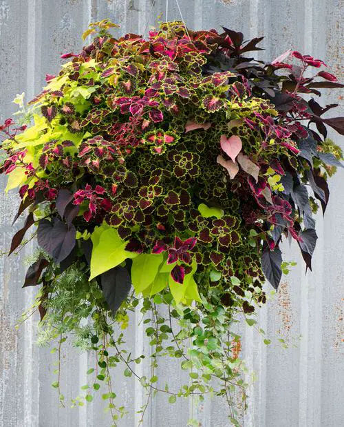 Coleus in Hanging Baskets  2