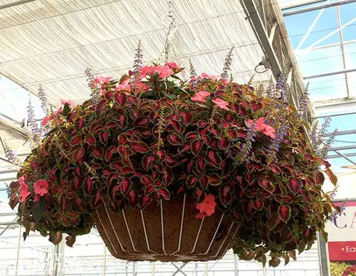 Stunning Images of Coleus in Hanging Baskets 2