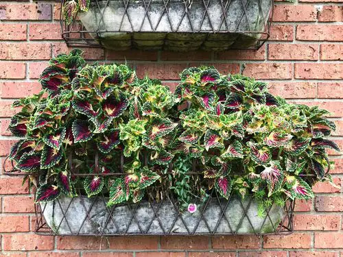 Stunning Images of Coleus in Hanging Baskets 5