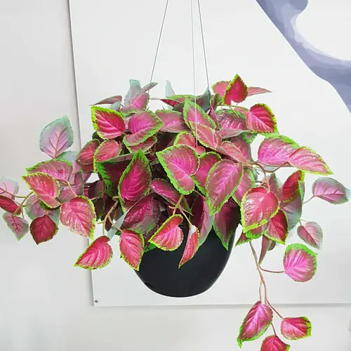 Stunning Images of Coleus in Hanging Baskets 3