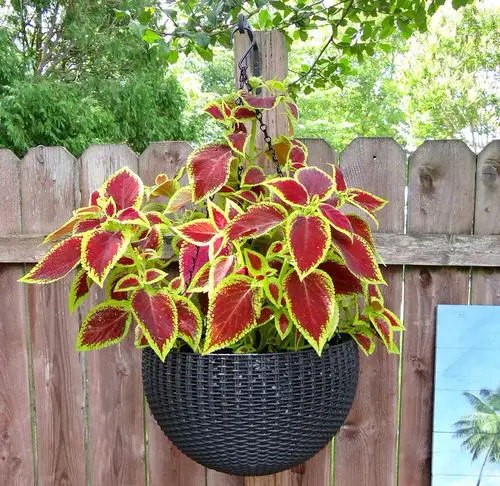 Stunning Images of Coleus in Hanging Baskets 7