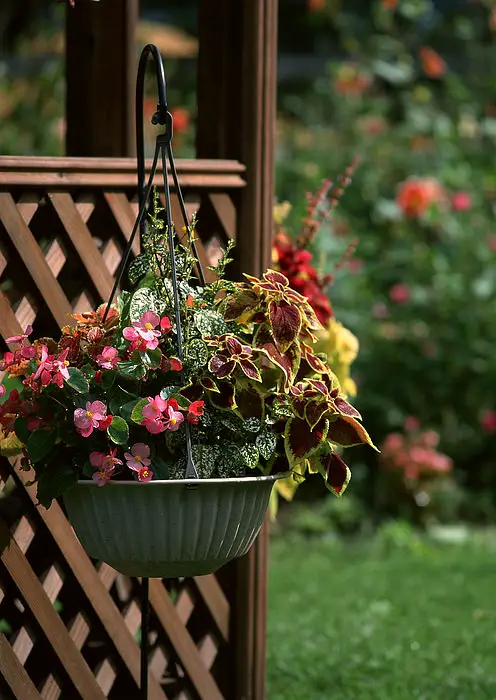 Coleus in Hanging Baskets 4