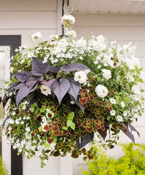 Stunning Images of Coleus in Hanging Baskets 8