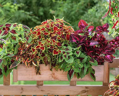 Coleus in Hanging Baskets 11