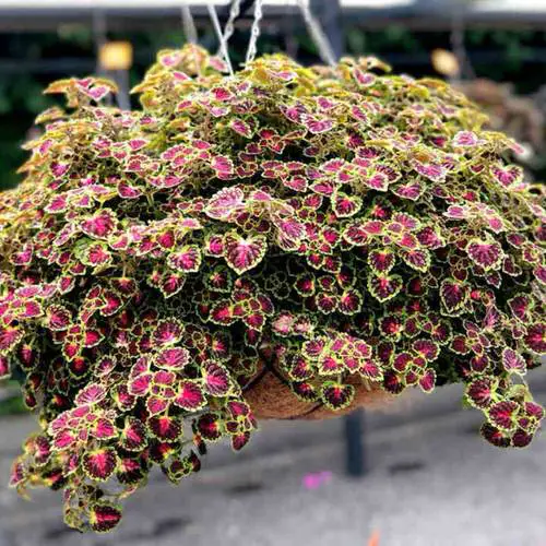 Coleus in Hanging Baskets 6