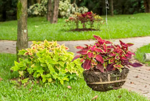Stunning Images of Coleus in Hanging Baskets 4