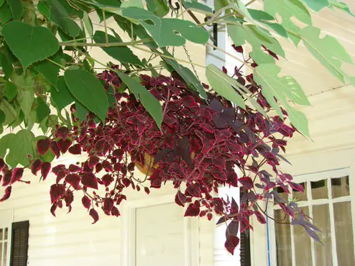 Coleus in Hanging Baskets 5