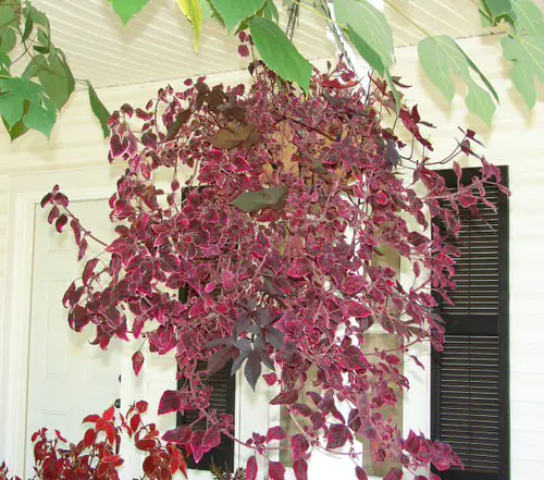 Coleus in Hanging Baskets 10