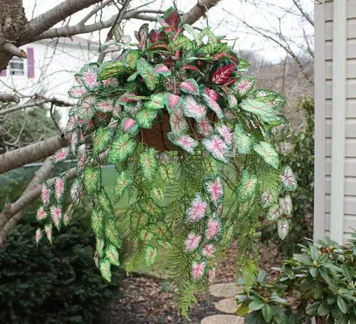 Coleus in Hanging Baskets 12