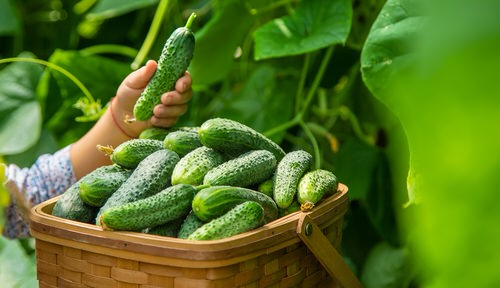 What Makes Cucumbers Bitter