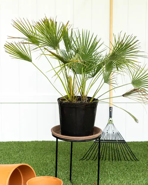 Best Tabletop Palms 5