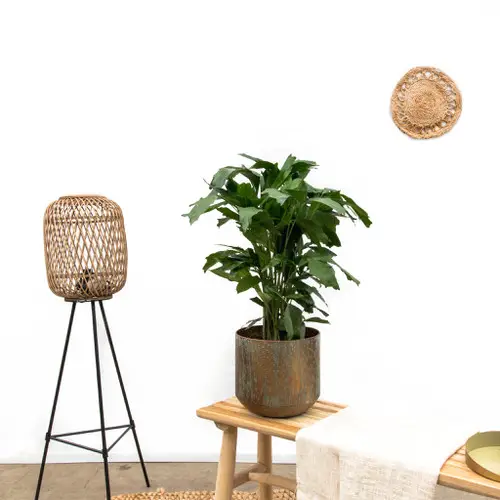 Best Tabletop Palms 7